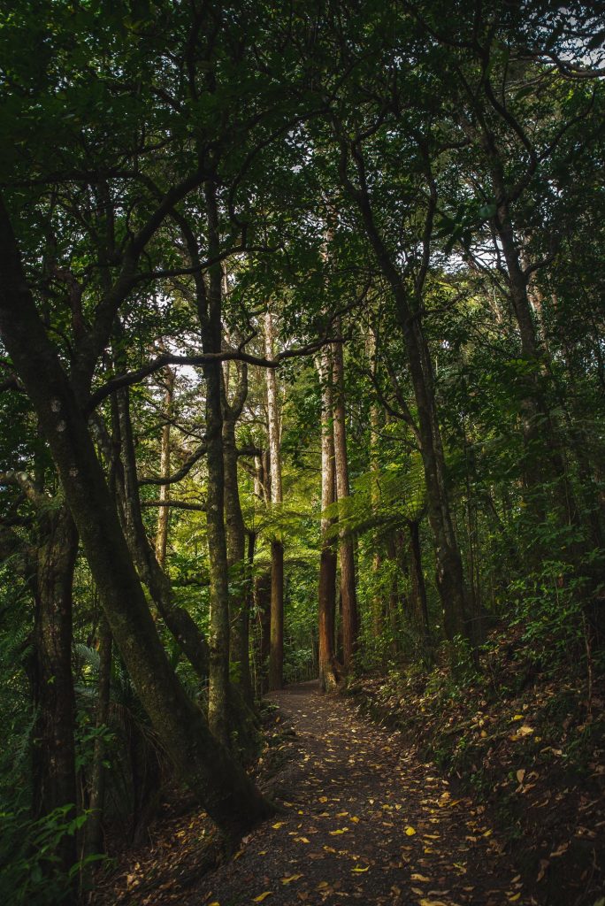 Moments luxury outdoor experience foreging and native bush New Zealand